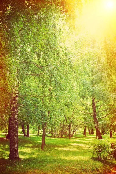 Birch trees in the park instagram stile — Stock Photo, Image