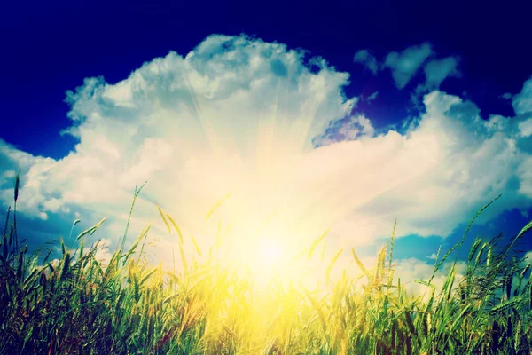 Nascer do sol no campo de trigo instagram stile — Fotografia de Stock