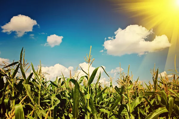 Sun over the corn plants instagram stile — Stock Photo, Image