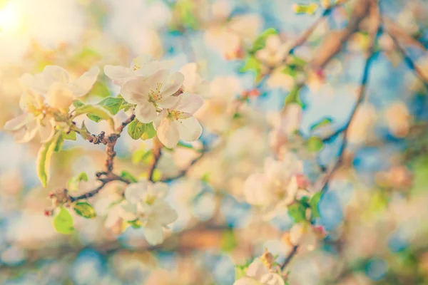 Blick auf blühende Blüten von Apfelbaumfarben auf Instagram — Stockfoto