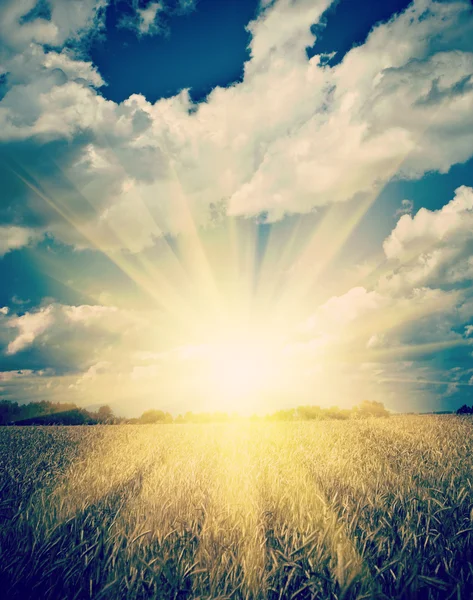 Sunrise on the sumerly wheat field instagram stile Stock Photo