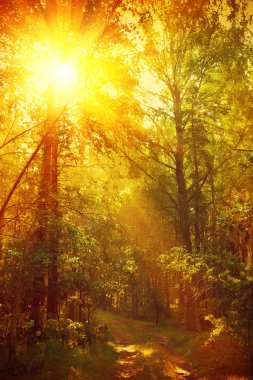 Orman instagram stile Sunrise
