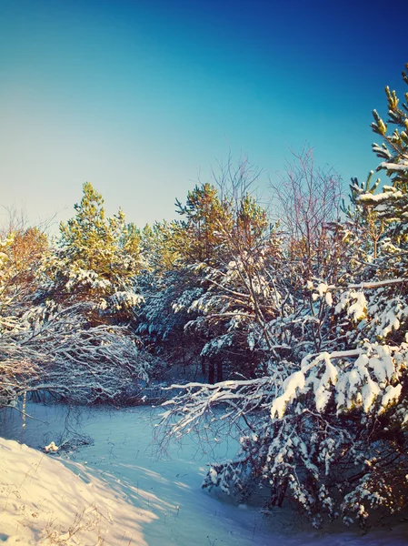 Winter pine instagram stile — Stock Photo, Image