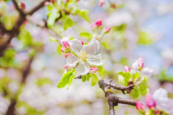 Цветущие цветы яблони — стоковое фото