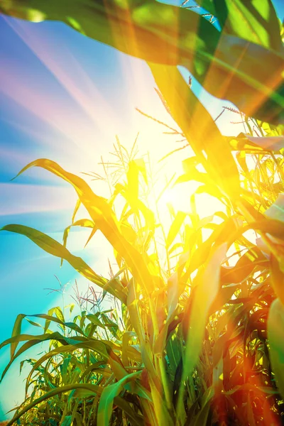 Plantas de maíz con sol translúcido —  Fotos de Stock