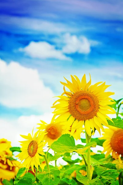 Girasoles de cerca — Foto de Stock