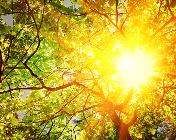 Translucent sun through branches — Stock Photo, Image