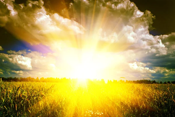 Beautiful sunrise on wheat field — Stock Photo, Image