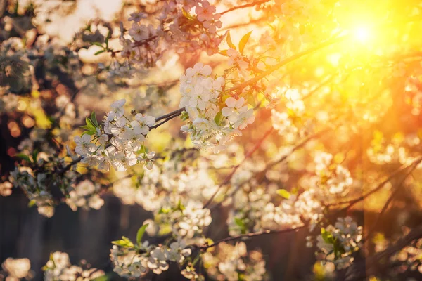 Blossoming branch of cherry tree — Stock Photo, Image