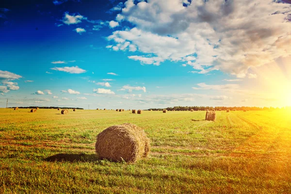 Geoogste veld met Balen — Stockfoto