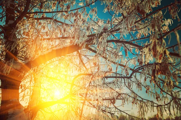 Grúa helada del árbol — Foto de Stock