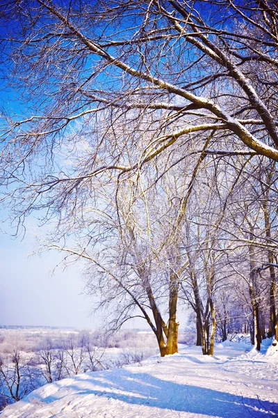 Zasypani drzew w winter park — Zdjęcie stockowe