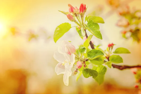 リンゴの木の開花枝 — ストック写真