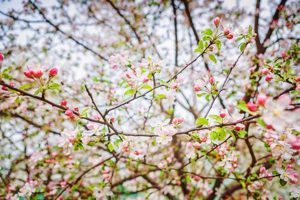 Blüte des Apfelbaums — Stockfoto