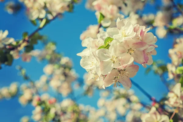 Flor de árvore de maçã em um céu azul — Fotografia de Stock