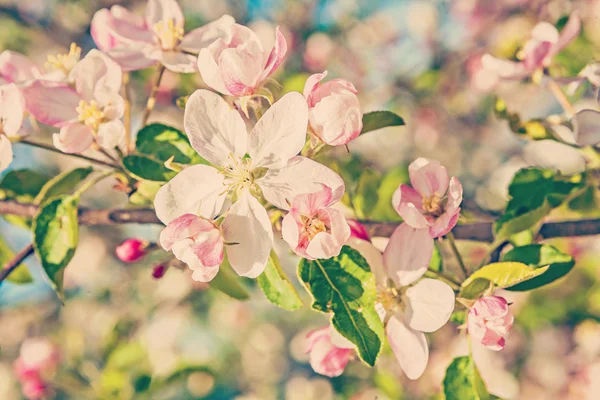 リンゴの木の開花枝 — ストック写真