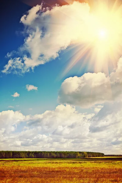 View on field and forest — Stock Photo, Image