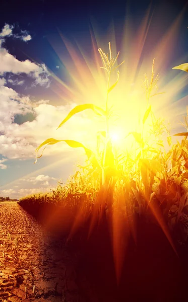 Sunrise in corn field — Stock Photo, Image