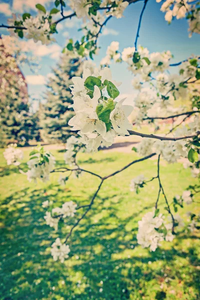 Blommande grenar av appletree — Stockfoto