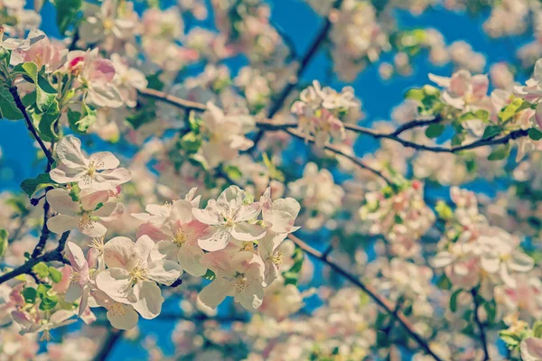 Flowers of apple tree — Stock Photo, Image