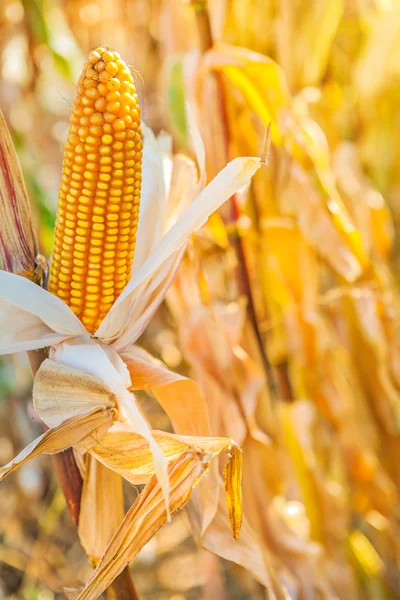 Ear of ripe corn — Stock Photo, Image