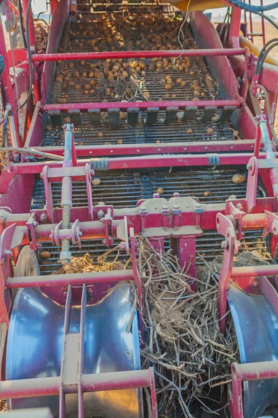 Skörd av potatis med maskin — Stockfoto