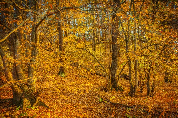 Árboles del bosque otoñal —  Fotos de Stock