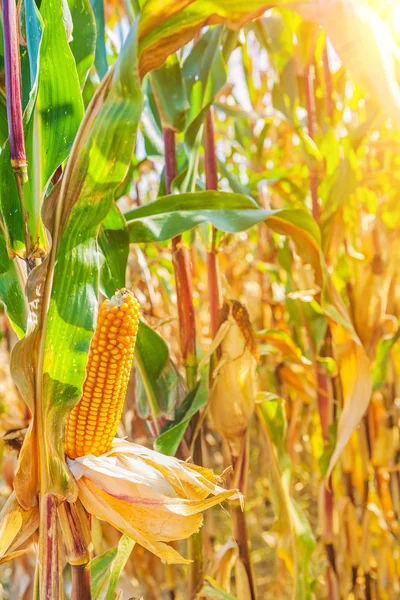 Roślin kukurydzy dojrzałe — Zdjęcie stockowe