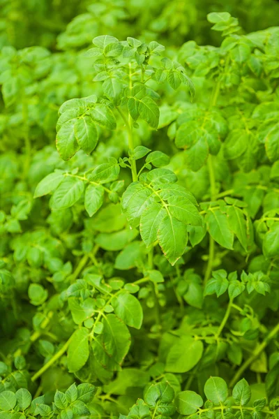 View on plants of potatoes — Stock Photo, Image