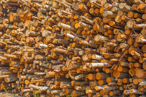 Mucchio di tronchi d'albero di bosco — Foto Stock