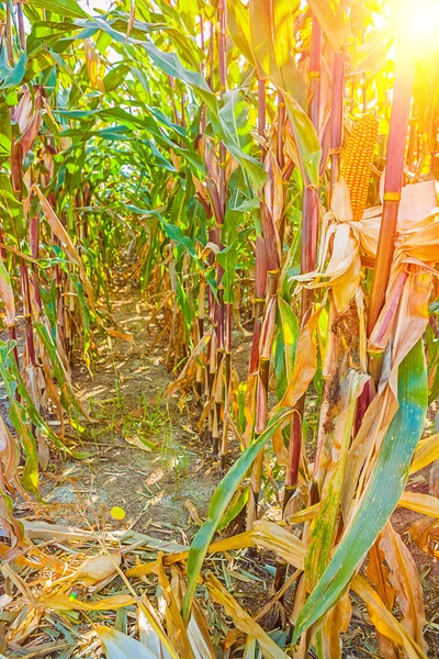 Ear of ripe corn — Stock Photo, Image