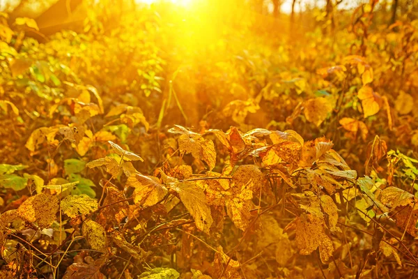 Autumn plants on sunrise — Stock Photo, Image