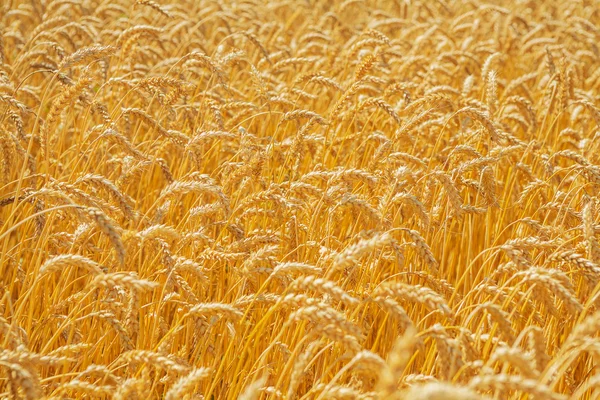 Golden wheat background — Stock Photo, Image