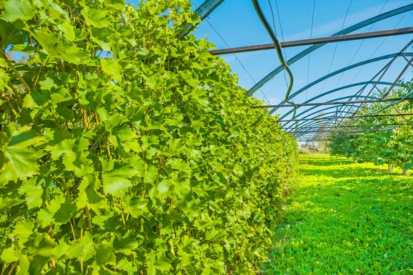 Grape in opened greenhouse — Stock Photo, Image