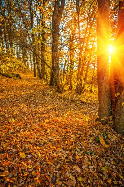 Sonniger Herbstwald — Stockfoto