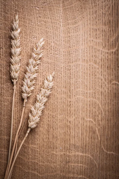 Three ears of ripe wheat — Stock Photo, Image