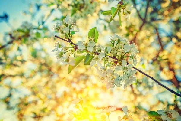 リンゴの木を咲かせ — ストック写真