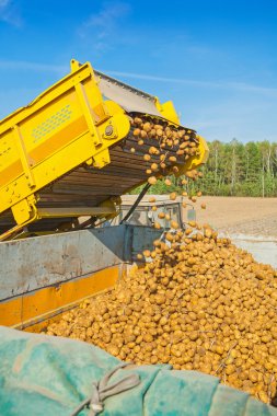 Patates hasat yüklenmesini