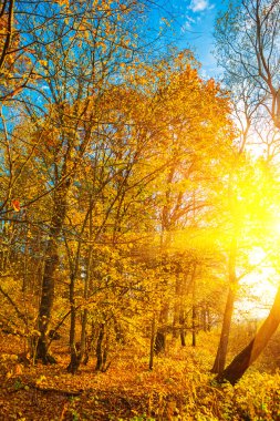 Günbatımlı sonbahar ormanı