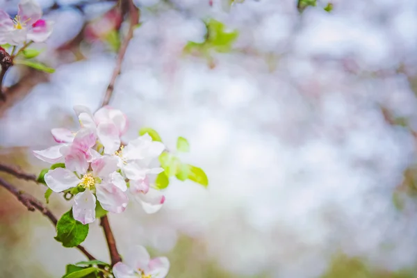 Pommier en fleurs — Photo