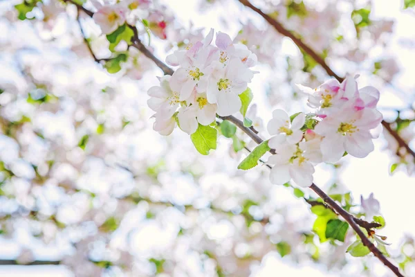 リンゴの木を咲かせ — ストック写真