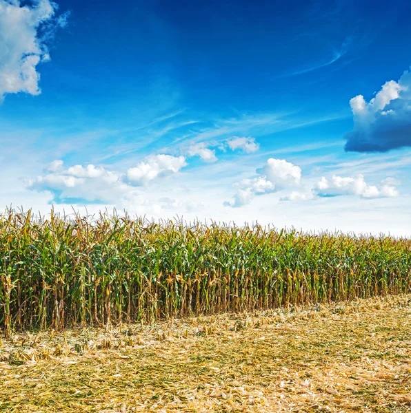 Campo de maíz dorado —  Fotos de Stock