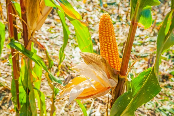 成熟的玉米的耳朵 — 图库照片