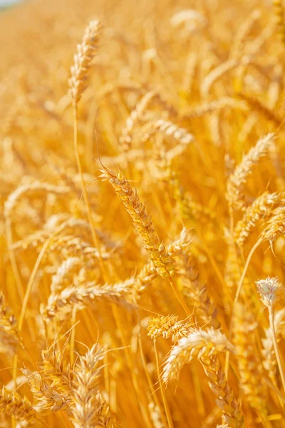 Orecchie di grano dorato — Foto Stock