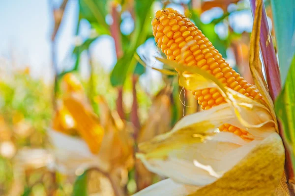 成熟的玉米的耳朵 — 图库照片
