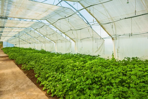 Growing potato in greenhouse — Stock Photo, Image