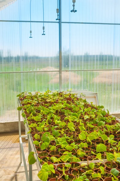 Pots with green seedlings — Stock Photo, Image