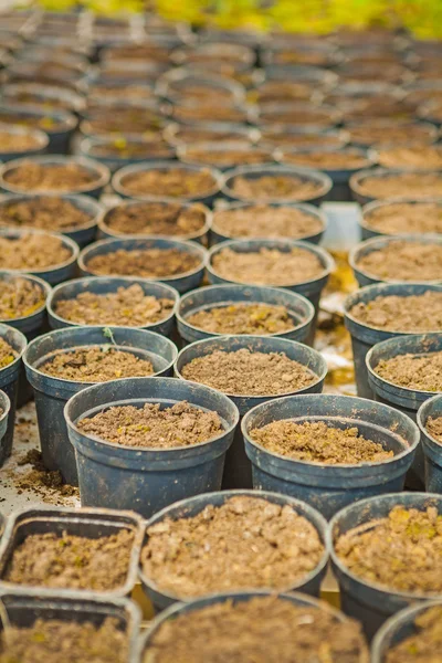 Pots with soil for seedlings — Stock Photo, Image