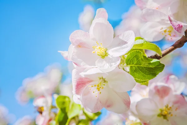 Kwitnąca wiśnia drzewo — Zdjęcie stockowe