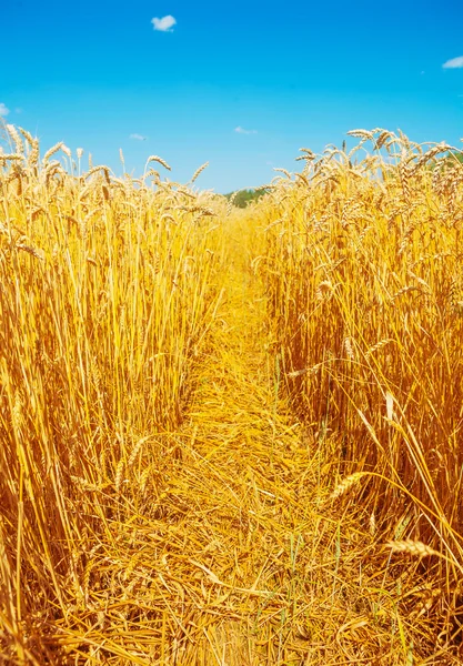 Grano dorato maturo — Foto Stock